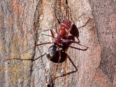 Iridomyrmex