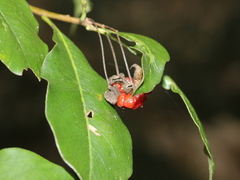 Pittosporum illicioides