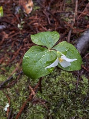 Trillium ovatum ovatum