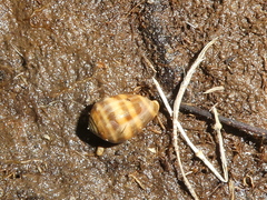 Melampus olivaceus