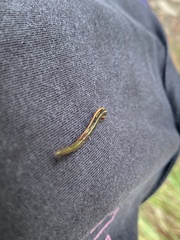 Chtonobdella limbata