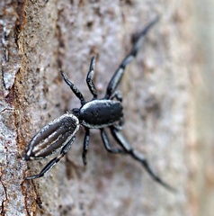 Holoplatys planissima