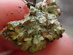 Punctelia stictica