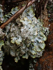 Punctelia stictica