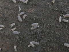 Armadilloniscus lindahli