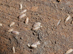 Armadilloniscus lindahli