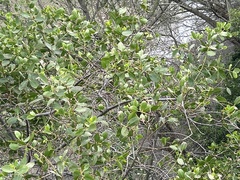 Sonneratia caseolaris