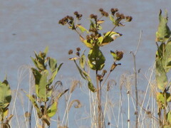 Verbesina sphaerocephala