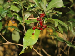 Pittosporum illicioides