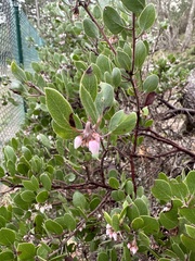 Arctostaphylos hookeri hookeri