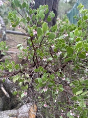 Arctostaphylos hookeri hookeri