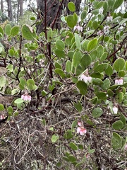 Arctostaphylos hookeri hookeri