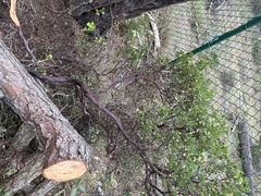 Arctostaphylos hookeri hookeri