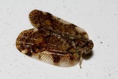 Aprivesa exuta