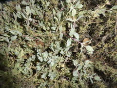 Atriplex watsonii