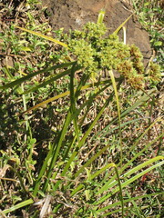 Cyperus virens