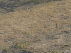 Fundulus parvipinnis