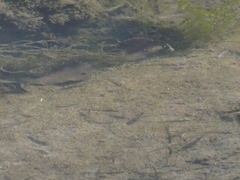 Fundulus parvipinnis