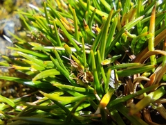 Oreobolus obtusangulus