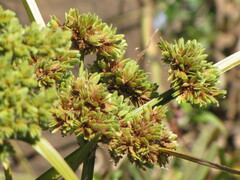 Cyperus virens