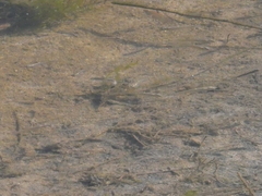 Fundulus parvipinnis