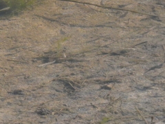 Fundulus parvipinnis