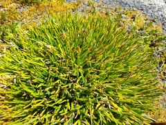 Oreobolus obtusangulus
