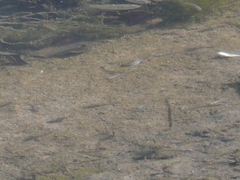 Fundulus parvipinnis