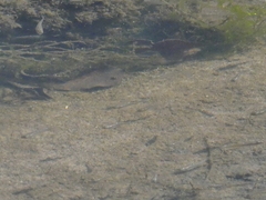 Fundulus parvipinnis