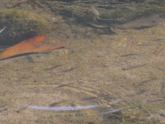 Fundulus parvipinnis