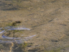 Fundulus parvipinnis