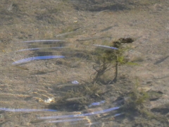 Fundulus parvipinnis