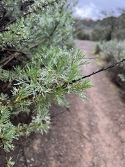 Artemisia californica