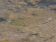 Fundulus parvipinnis