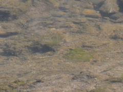 Fundulus parvipinnis