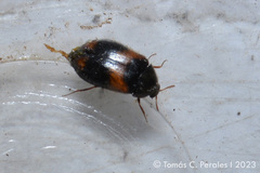 Trogoderma argentina