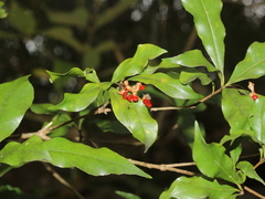 Pittosporum illicioides