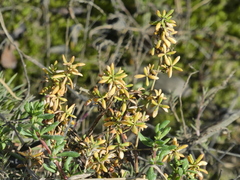 Batis maritima