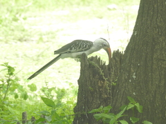 Tockus erythrorhynchus