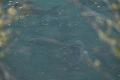 Cyprinus carpio
