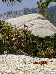 Sceloporus graciosus vandenburgianus