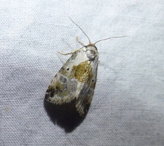 Maliattha synochitis