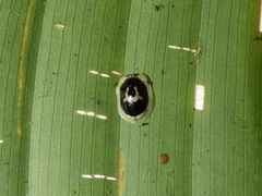 Aslamidium semicirculare