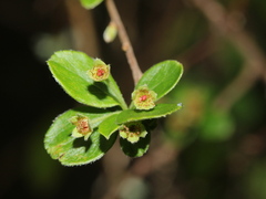 Spiraea prunifolia pseudoprunifolia