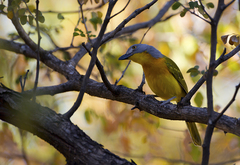Malaconotus blanchoti