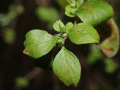 Spiraea prunifolia pseudoprunifolia