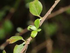 Spiraea prunifolia pseudoprunifolia
