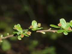 Spiraea prunifolia pseudoprunifolia