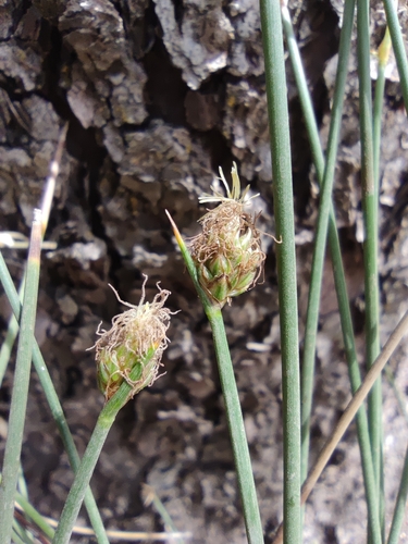 Carex aphylla (Carex aphylla)