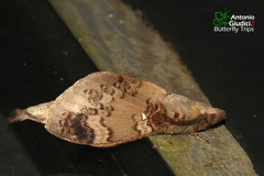 Kunugia florimaculata